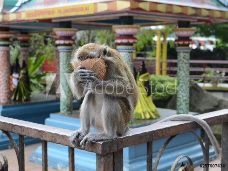 Picture of Macaque with coconut